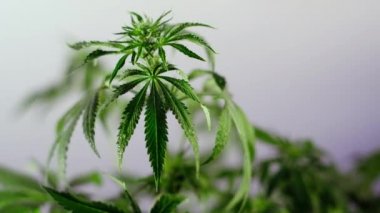 Çiçek açan kadın marihuana filizi rüzgarda gelişir ve balo salonu arka planında gelişir. 4 bin. Kapat. Tıbbi esrar üretimi