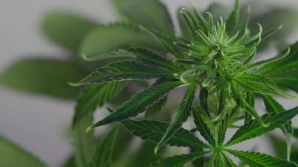 Kvetoucí Samičí Výhonky Marihuany Vyvíjejí Větru Pozadí Tanečního Sálu Zblízka — Stock video