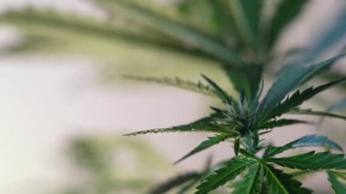 Çiçek açan kadın marihuana filizi rüzgarda gelişir ve balo salonu arka planında gelişir. 4 bin. Kapat. Tıbbi esrar üretimi