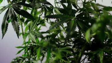 Çiçek açan kadın marihuana filizi rüzgarda gelişir ve balo salonu arka planında gelişir. 4 bin. Kapat. Tıbbi esrar üretimi