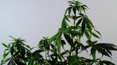 Çiçek açan kadın marihuana filizi rüzgarda gelişir ve balo salonu arka planında gelişir. 4 bin. Kapat. Tıbbi esrar üretimi