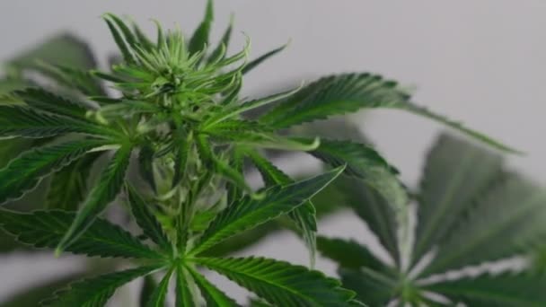 Blooming Female Marijuana Sprout Develops Wind Ballroom Background Close Production — Stock Video