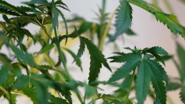 Çiçek açan kadın marihuana filizi rüzgarda gelişir ve balo salonu arka planında gelişir. 4 bin. Kapat. Tıbbi esrar üretimi