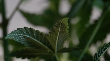 Çiçek açan kadın marihuana filizi rüzgarda gelişir ve balo salonu arka planında gelişir. 4 bin. Kapat. Tıbbi esrar üretimi