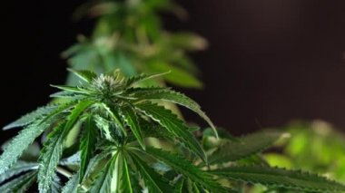 Çiçek açan kadın marihuana filizi rüzgarda gelişir ve balo salonu arka planında gelişir. 4 bin. Kapat. Tıbbi esrar üretimi