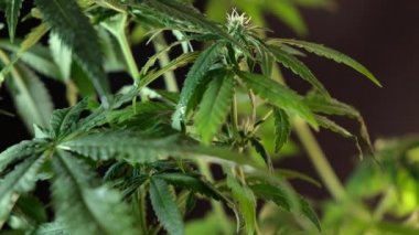 Çiçek açan kadın marihuana filizi rüzgarda gelişir ve balo salonu arka planında gelişir. 4 bin. Kapat. Tıbbi esrar üretimi