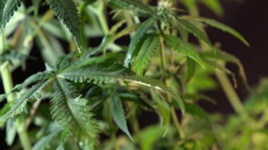 Çiçek açan kadın marihuana filizi rüzgarda gelişir ve balo salonu arka planında gelişir. 4 bin. Kapat. Tıbbi esrar üretimi