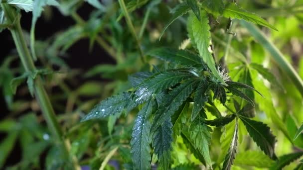 Floração Broto Maconha Feminina Desenvolve Vento Contra Fundo Salão Fecha — Vídeo de Stock