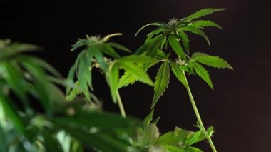 Çiçek açan kadın marihuana filizi rüzgarda gelişir ve balo salonu arka planında gelişir. 4 bin. Kapat. Tıbbi esrar üretimi