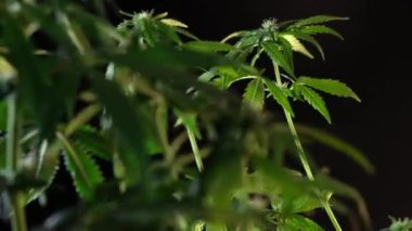 Çiçek açan kadın marihuana filizi rüzgarda gelişir ve balo salonu arka planında gelişir. 4 bin. Kapat. Tıbbi esrar üretimi