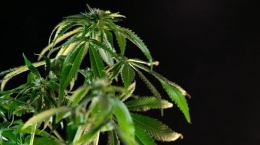Çiçek açan kadın marihuana filizi rüzgarda gelişir ve balo salonu arka planında gelişir. 4 bin. Kapat. Tıbbi esrar üretimi