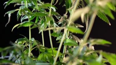 Çiçek açan kadın marihuana filizi rüzgarda gelişir ve balo salonu arka planında gelişir. 4 bin. Kapat. Tıbbi esrar üretimi