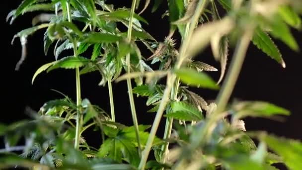 Brote Marihuana Femenina Floreciente Desarrolla Viento Sobre Fondo Salón Baile — Vídeo de stock