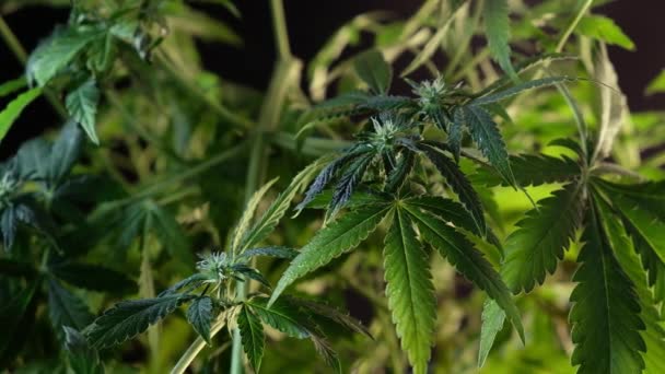 Fioritura Germoglio Marijuana Femminile Sviluppa Nel Vento Sullo Sfondo Una — Video Stock