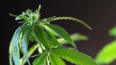 Çiçek açan kadın marihuana filizi rüzgarda gelişir ve balo salonu arka planında gelişir. 4 bin. Kapat. Tıbbi esrar üretimi