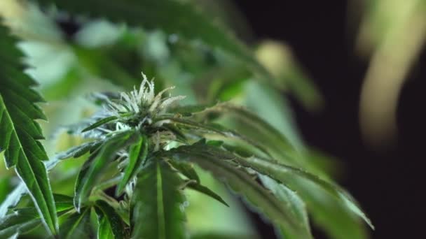 Fioritura Germoglio Marijuana Femminile Sviluppa Nel Vento Sullo Sfondo Una — Video Stock