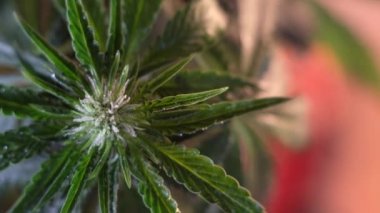 Çiçek açan kadın marihuana filizi rüzgarda gelişir ve balo salonu arka planında gelişir. 4 bin. Kapat. Makro. Tıbbi esrar üretimi