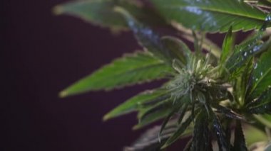 Çiçek açan kadın marihuana filizi rüzgarda gelişir ve balo salonu arka planında gelişir. 4 bin. Kapat. Makro. Tıbbi esrar üretimi