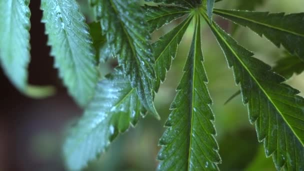 Blooming Female Marijuana Sprout Develops Wind Ballroom Background Close Macro — Stock Video