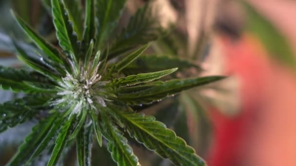 Blooming Female Marijuana Sprout Develops Wind Ballroom Background Close Macro — Stock Video
