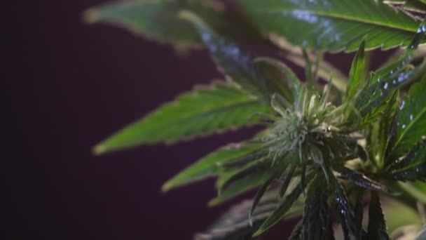 Çiçek Açan Kadın Marihuana Filizi Rüzgarda Gelişir Balo Salonu Arka — Stok video