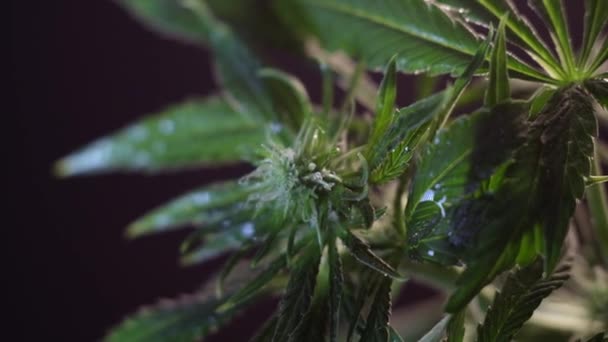 Fioritura Germoglio Marijuana Femminile Sviluppa Nel Vento Sullo Sfondo Una — Video Stock