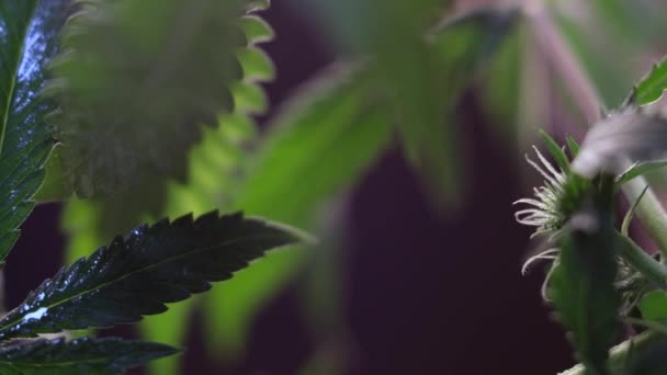 Цвітіння Жіночої Паростки Марихуани Розвивається Вітрі Фоні Бального Фону Крупний — стокове відео