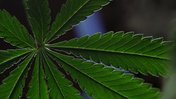 Blooming Female Marijuana Sprout Develops Wind Ballroom Background Close Macro — Stock Video