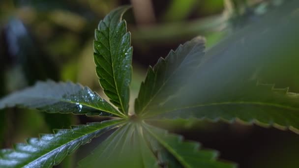 开花的女性大麻芽在风中在舞厅的背景下生长 靠近点 医疗大麻生产 — 图库视频影像