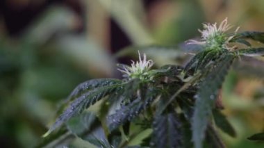 Çiçek açan kadın marihuana filizi rüzgarda gelişir ve balo salonu arka planında gelişir. 4 bin. Kapat. Makro. Tıbbi esrar üretimi