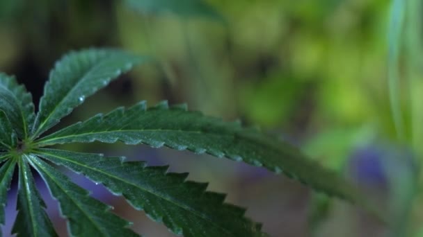 Fioritura Germoglio Marijuana Femminile Sviluppa Nel Vento Sullo Sfondo Una — Video Stock