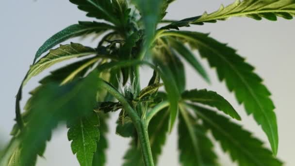 Fioritura Germoglio Marijuana Femminile Sviluppa Nel Vento Sullo Sfondo Una — Video Stock