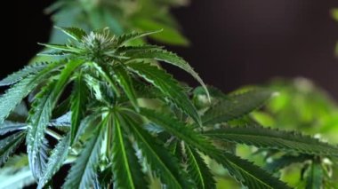 Çiçek açan kadın marihuana filizi rüzgarda gelişir ve balo salonu arka planında gelişir. 4 bin. Kapat. Makro. Tıbbi esrar üretimi