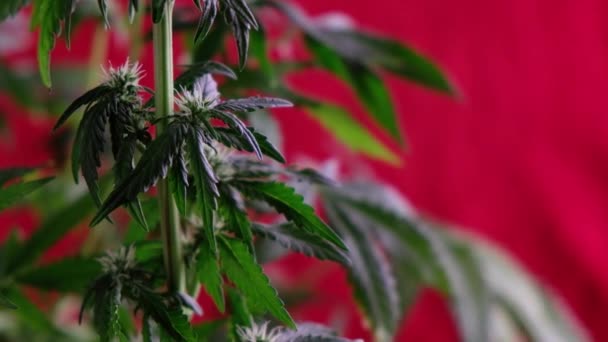 开花的女性大麻芽在风中在红色背景下生长 靠近点 医疗大麻生产 — 图库视频影像
