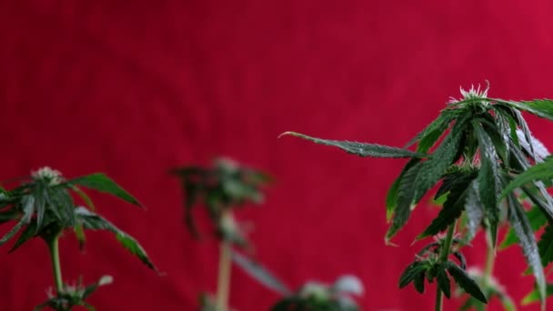 Brote Marihuana Femenina Floreciente Desarrolla Viento Contra Fondo Rojo Cerca — Vídeos de Stock