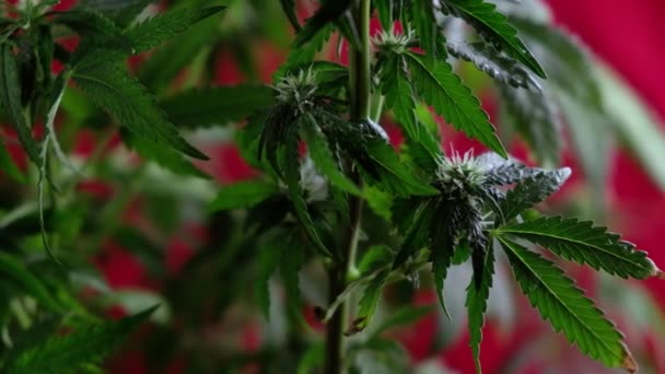 Blooming Female Marijuana Sprout Develops Wind Red Background Close Macro — Stock Video