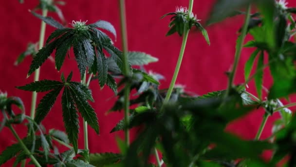 Fioritura Germoglio Marijuana Femminile Sviluppa Nel Vento Sullo Sfondo Rosso — Video Stock