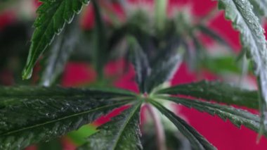 Çiçek açan dişi marihuana filizi rüzgarda kırmızı arka planda gelişir. 4 bin. Kapat. Makro. Tıbbi esrar üretimi