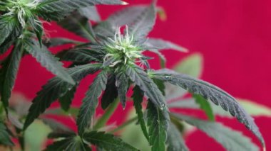 Çiçek açan dişi marihuana filizi rüzgarda kırmızı arka planda gelişir. 4 bin. Kapat. Makro. Tıbbi esrar üretimi