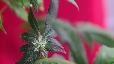 Çiçek açan dişi marihuana filizi rüzgarda kırmızı arka planda gelişir. 4 bin. Kapat. Makro. Tıbbi esrar üretimi