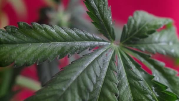 Blommande Kvinnliga Marijuana Groddar Utvecklas Vinden Mot Röd Bakgrund Nära — Stockvideo