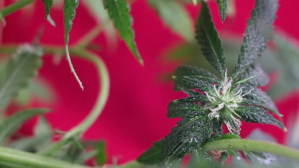 Kvetoucí Samičí Výhonky Marihuany Vyvíjejí Větru Červeném Pozadí Zblízka Makro — Stock video