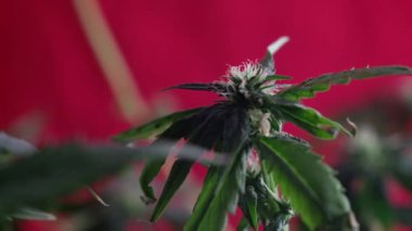 Çiçek açan dişi marihuana filizi rüzgarda kırmızı arka planda gelişir. 4 bin. Kapat. Makro. Tıbbi esrar üretimi. kromakey