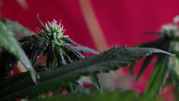 Blühende Weibliche Marihuanaskeime Entwickeln Sich Wind Vor Rotem Hintergrund Nahaufnahme — Stockvideo