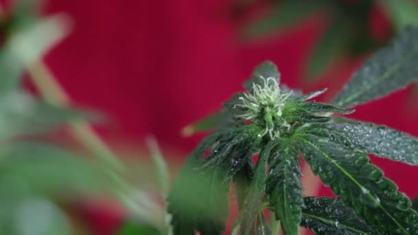 Blommande Kvinnliga Marijuana Groddar Utvecklas Vinden Mot Röd Bakgrund Nära — Stockvideo