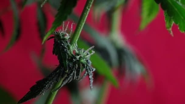 Blooming Female Marijuana Sprout Develops Wind Red Background Close Macro — Stock Video