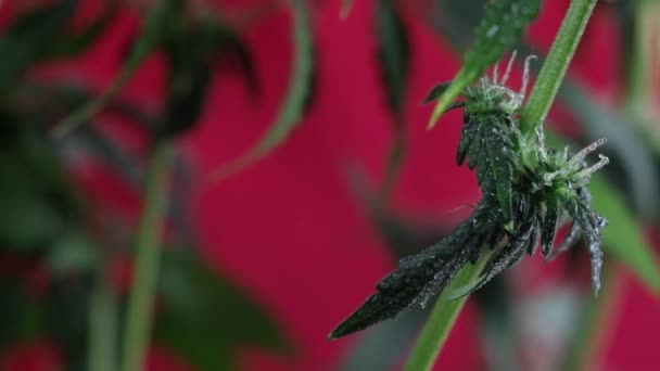 Bloeiende Vrouwelijke Marihuana Ontspruit Zich Wind Tegen Een Rode Achtergrond — Stockvideo