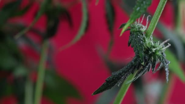 Brote Marihuana Femenina Floreciente Desarrolla Viento Contra Fondo Rojo Cerca — Vídeos de Stock