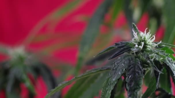 Blooming Female Marijuana Sprout Develops Wind Red Background Close Macro — Stock Video