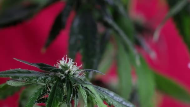 Blooming Female Marijuana Sprout Develops Wind Red Background Close Macro — Stock Video